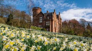 Daffodils on lawn in front of house